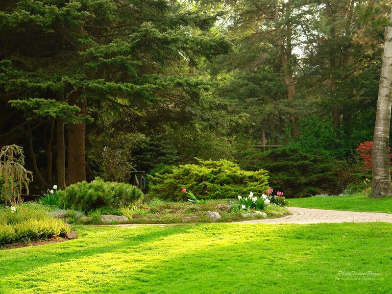 Garden Path in Forest