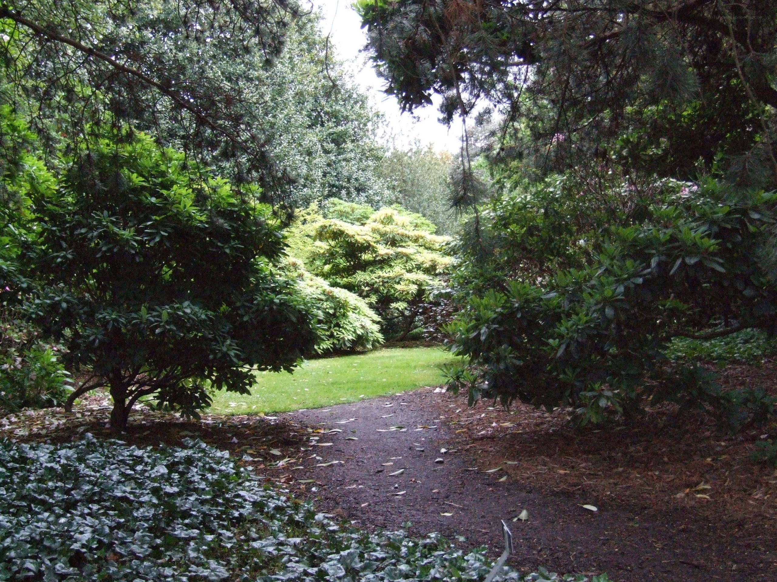 Garden path through lush greenery
