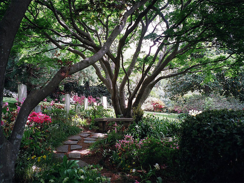 Garden path under a large tree