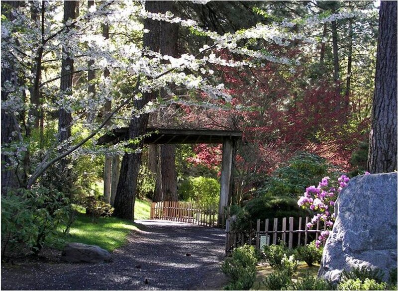 Garden path under cherry blossoms