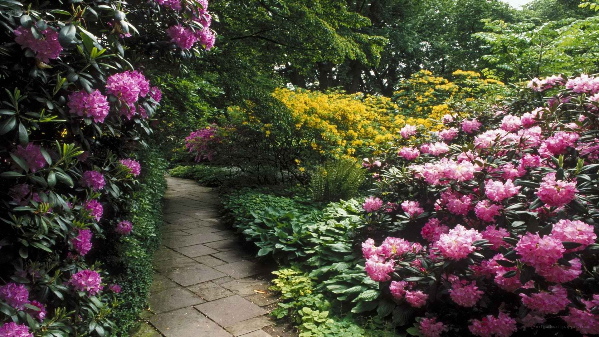 Garden path with blooming flowers