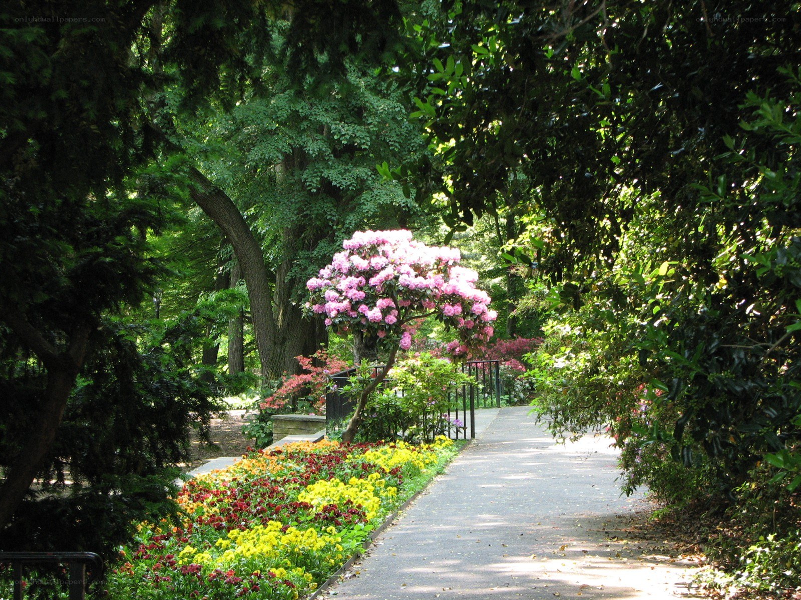 Garden path with blooming flowers