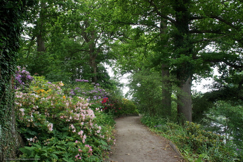 Garden path with blooming flowers