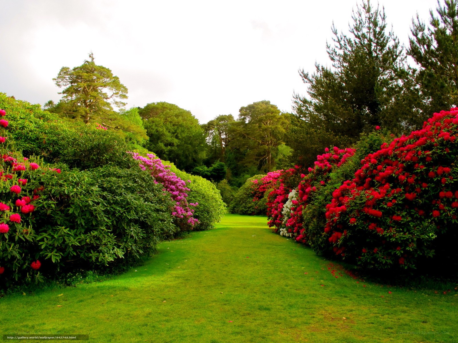 Garden path with blooming rhododendrons