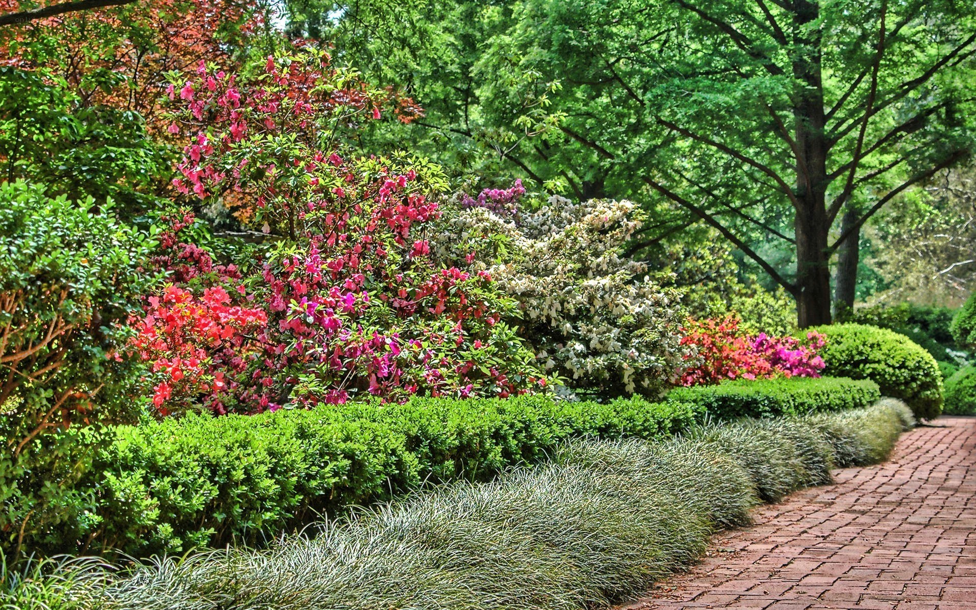 Garden path with blooming shrubs