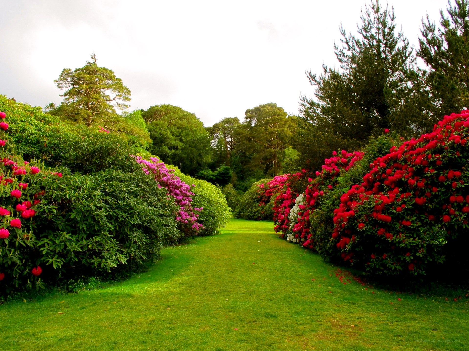 Garden path with blooming shrubs