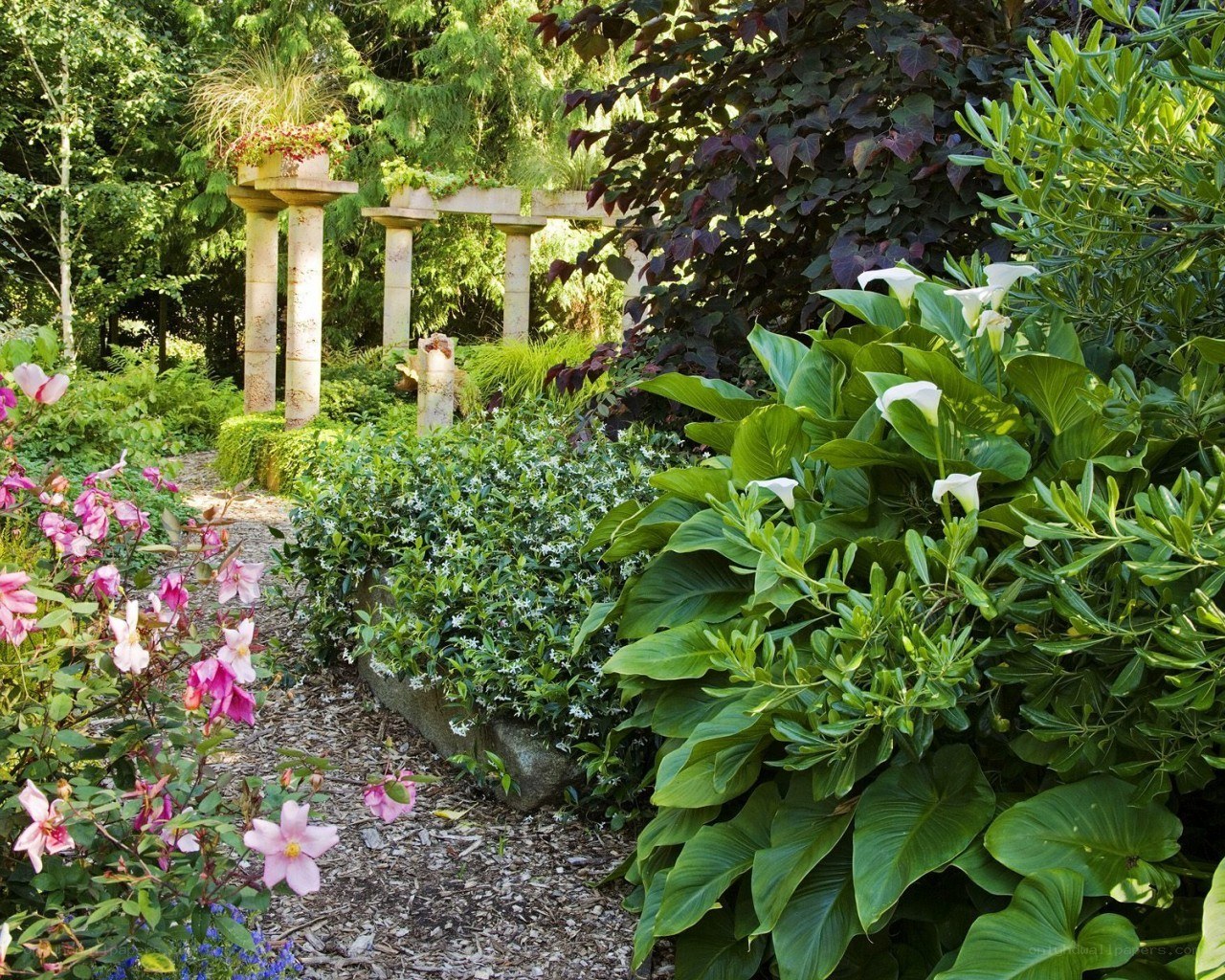 garden path with calla lilies