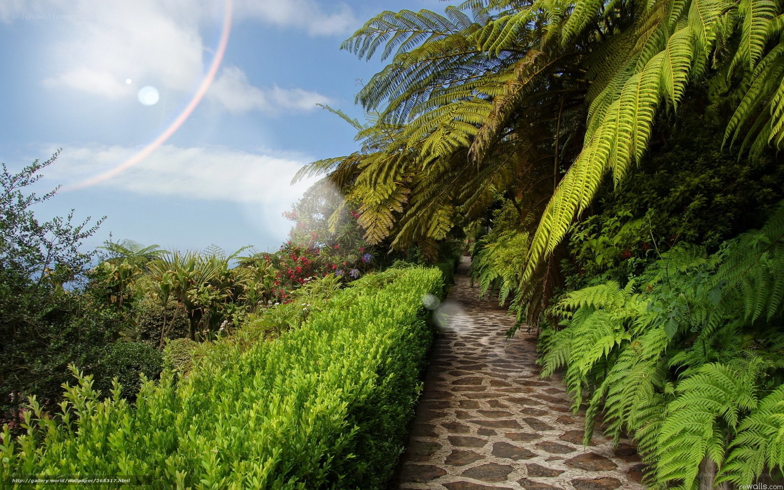 Garden path with ferns and sunlight