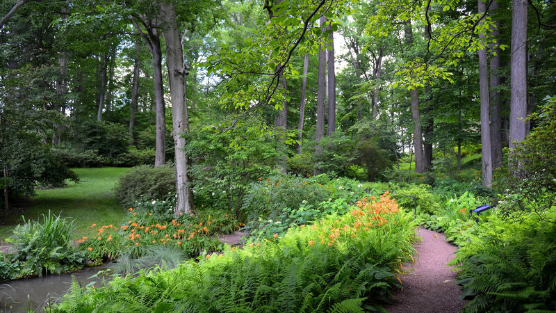 Garden Path with Ferns