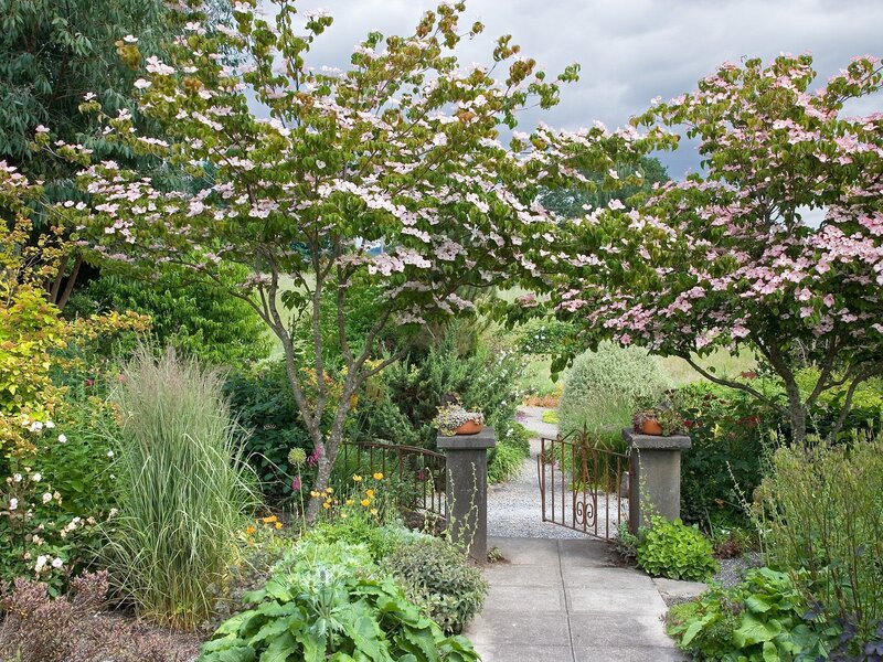 Garden path with flowering trees