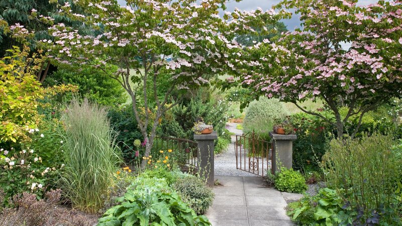 Garden path with flowering trees