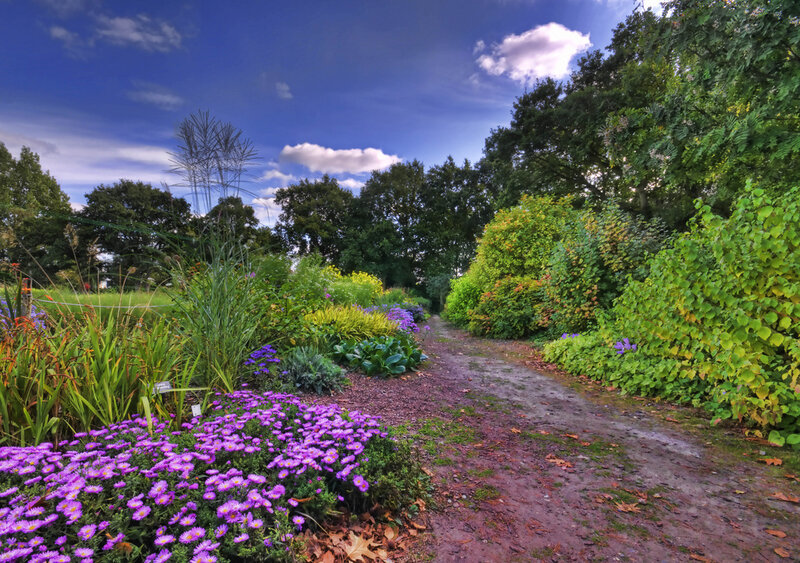 Garden Path with Flowers — Purple