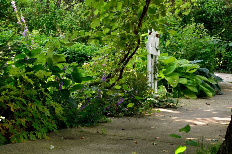 Garden Path with Foliage