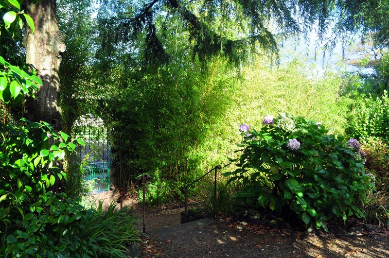 Garden Path with Hydrangeas — Green