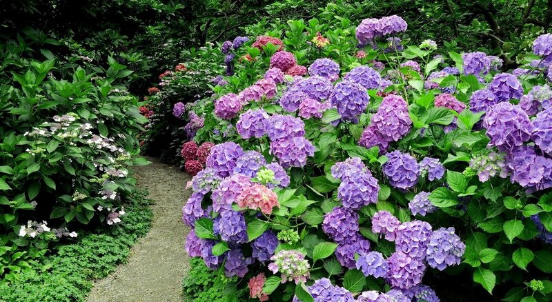 Garden path with hydrangeas