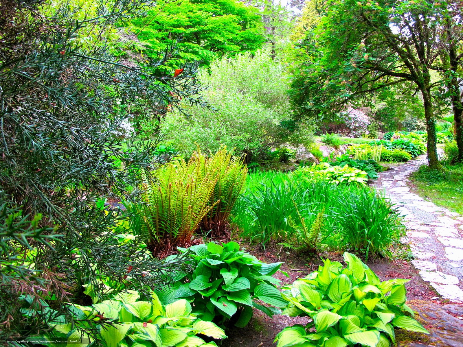 Garden path with lush greenery