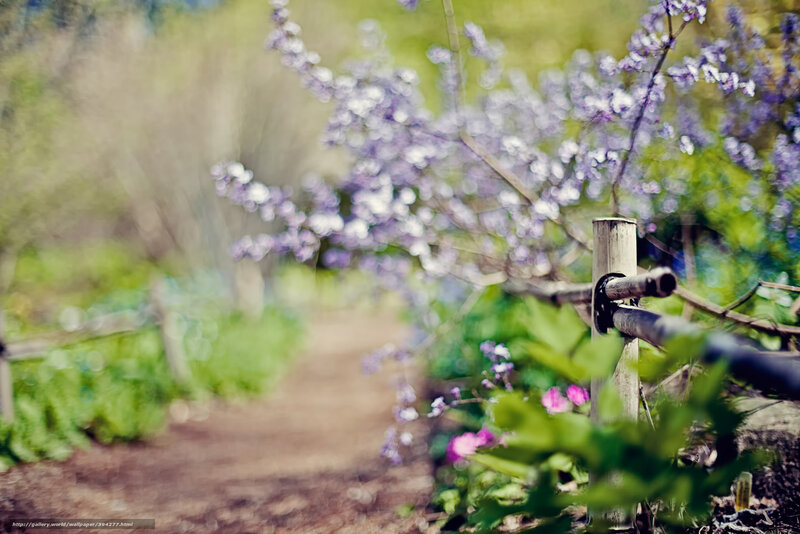 Garden path with purple flowers