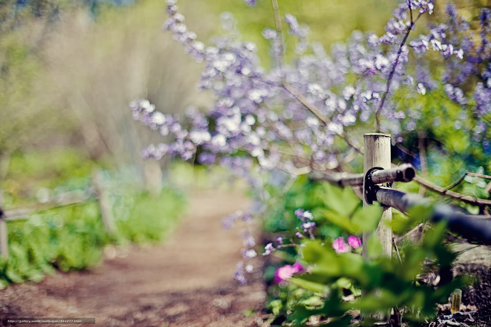 Garden path with purple flowers