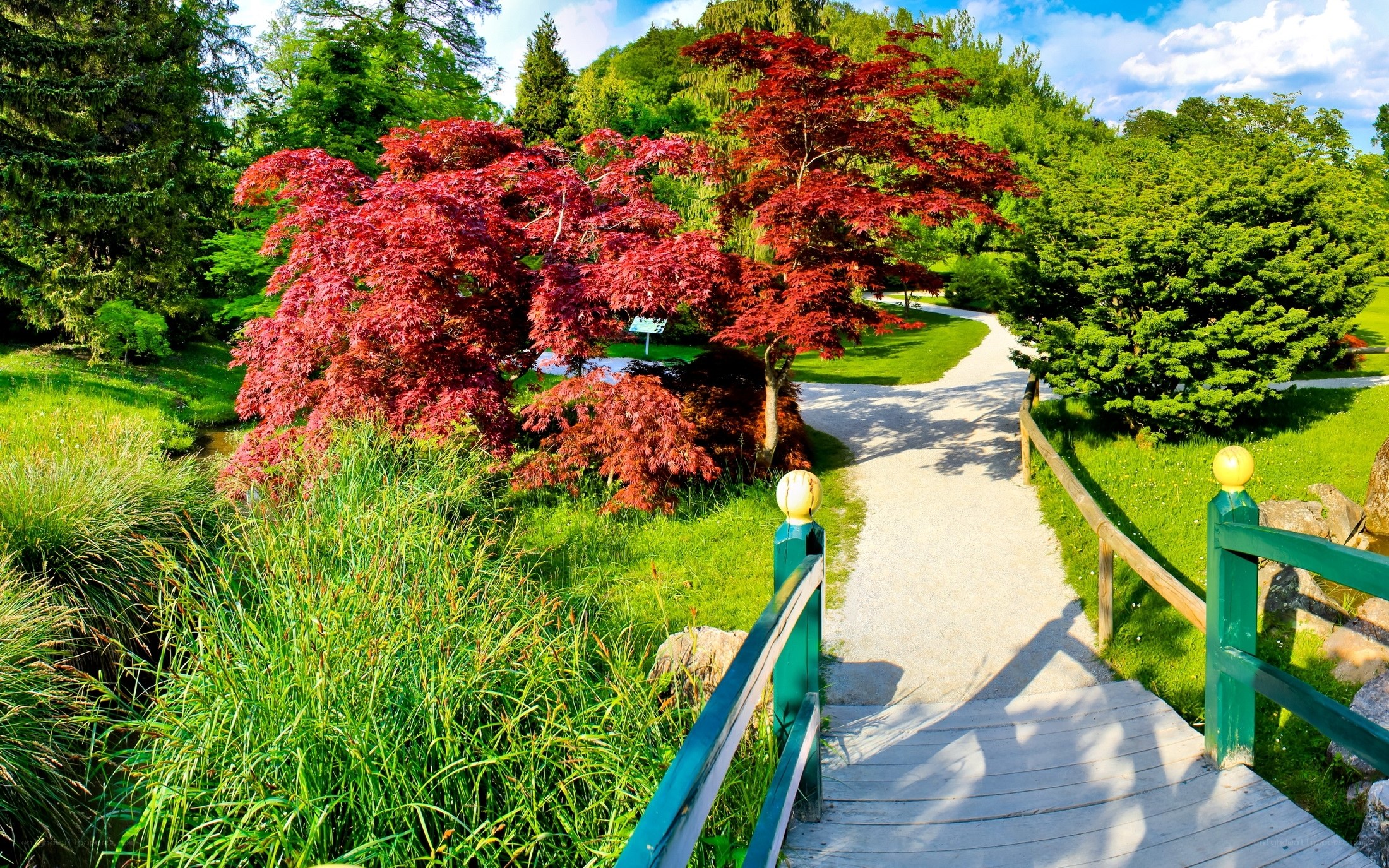 Garden path with red maple trees