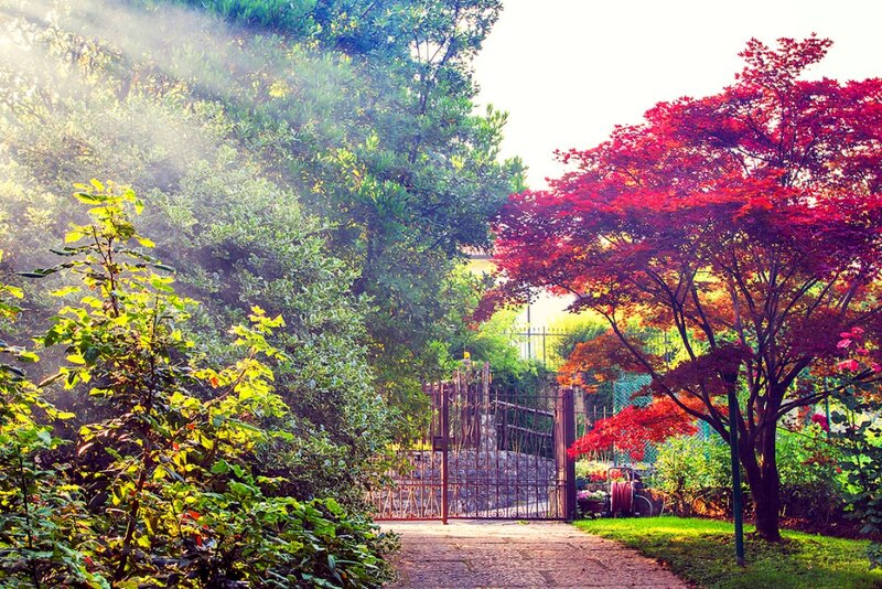 Garden Path with Red Tree — Serene