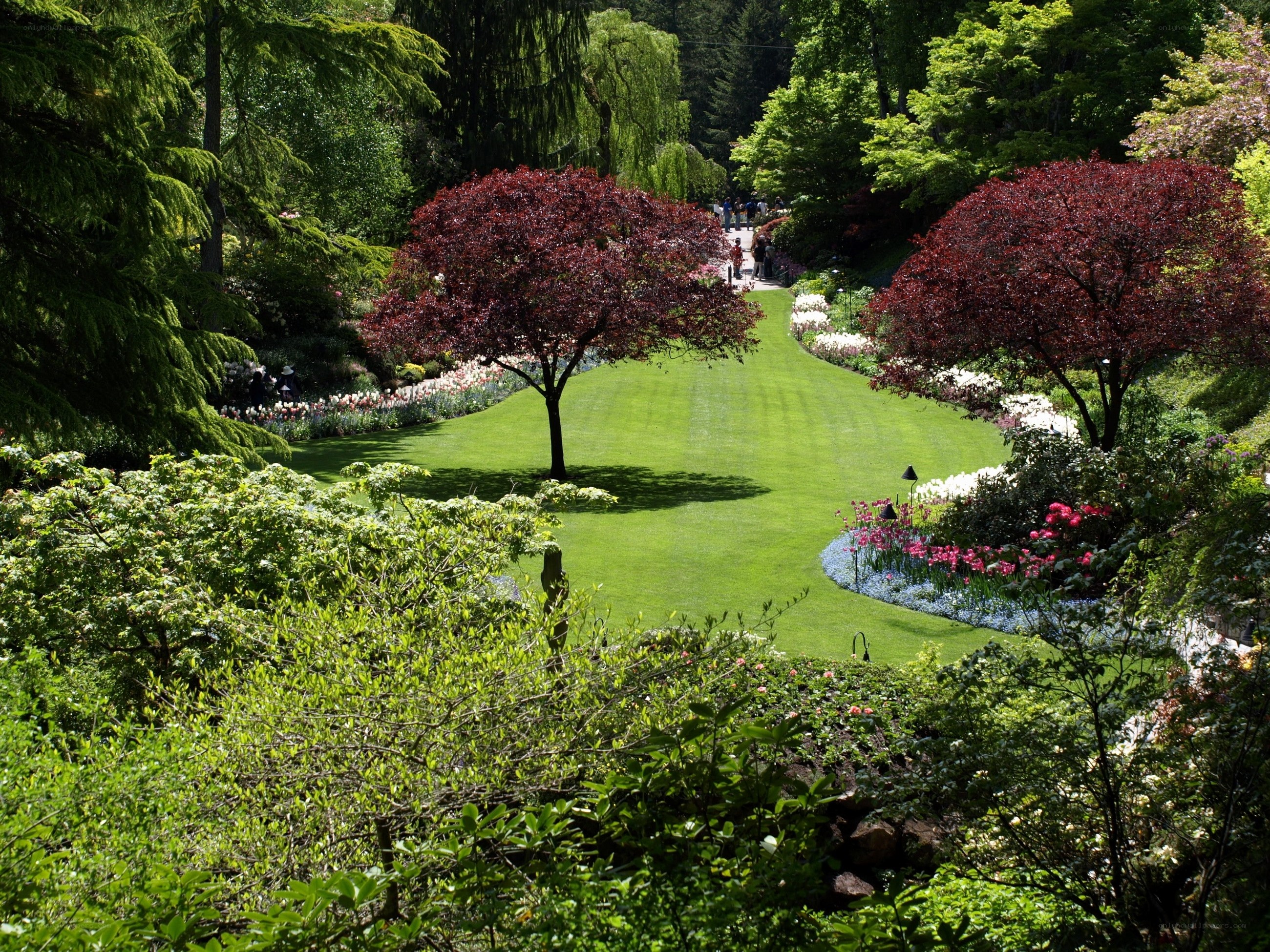 Garden path with red trees
