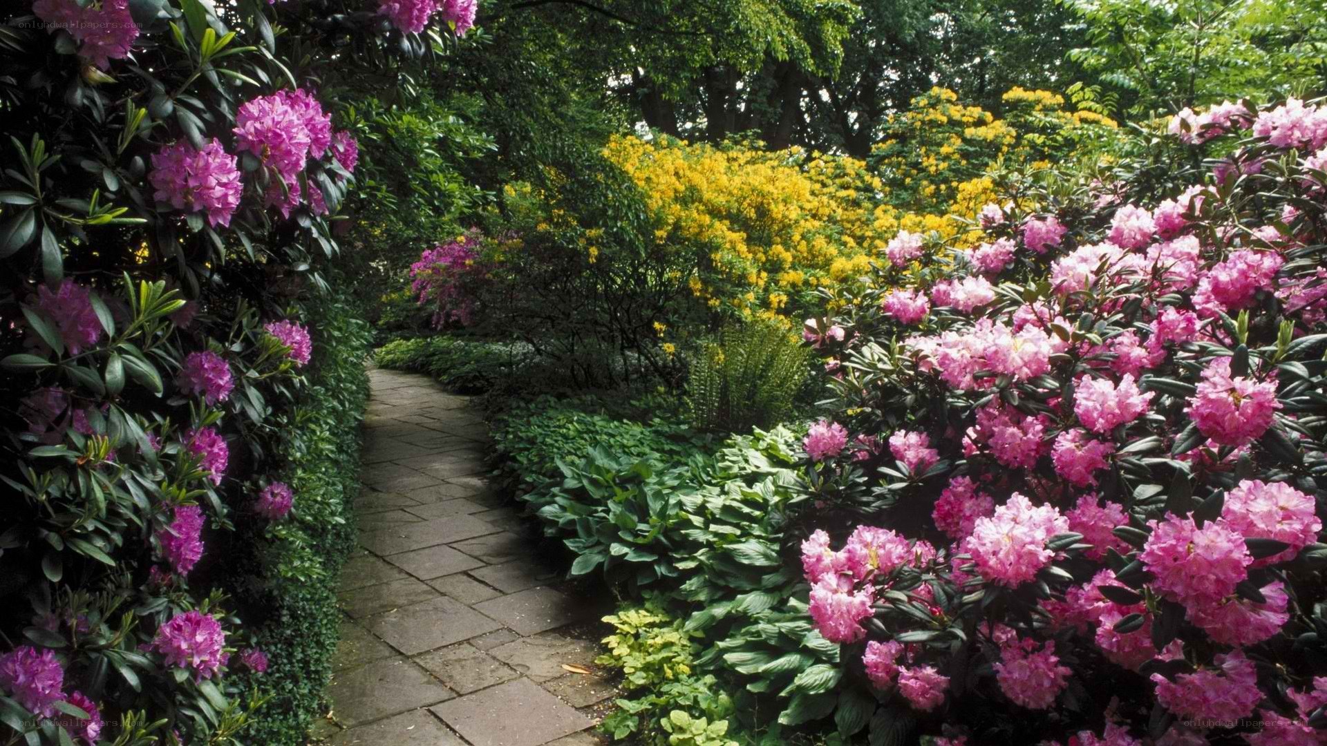 Garden path with rhododendrons