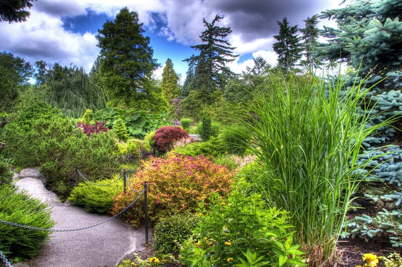 Garden Path with Shrubs