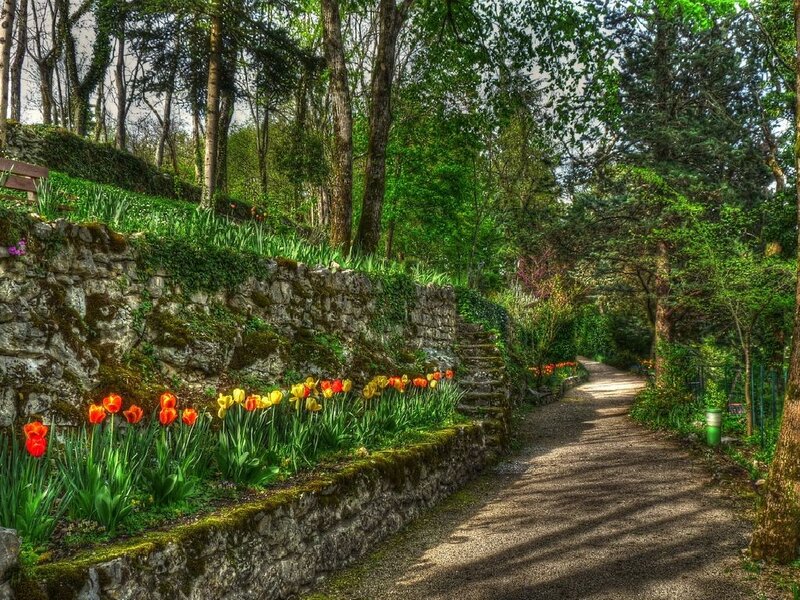 Garden path with tulips