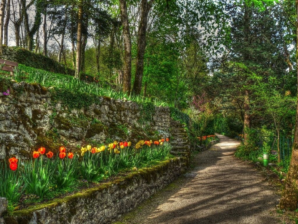 Garden path with tulips