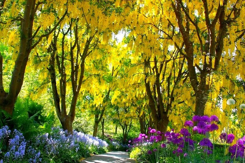 Garden path with yellow and purple flowers