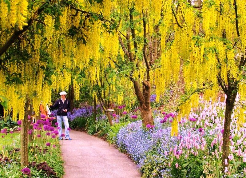 Garden path with yellow blossoms