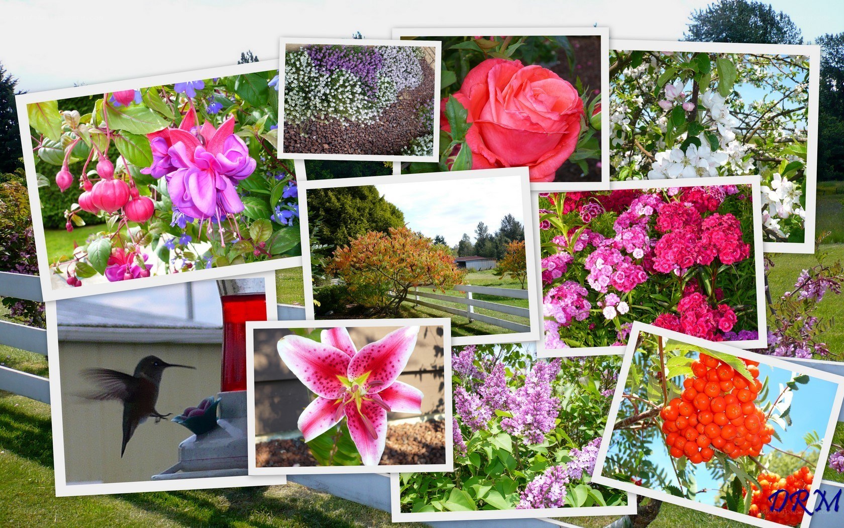 Garden photo collage