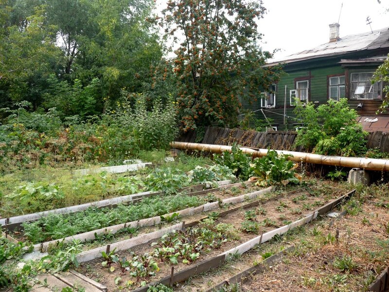 Garden plots near a house