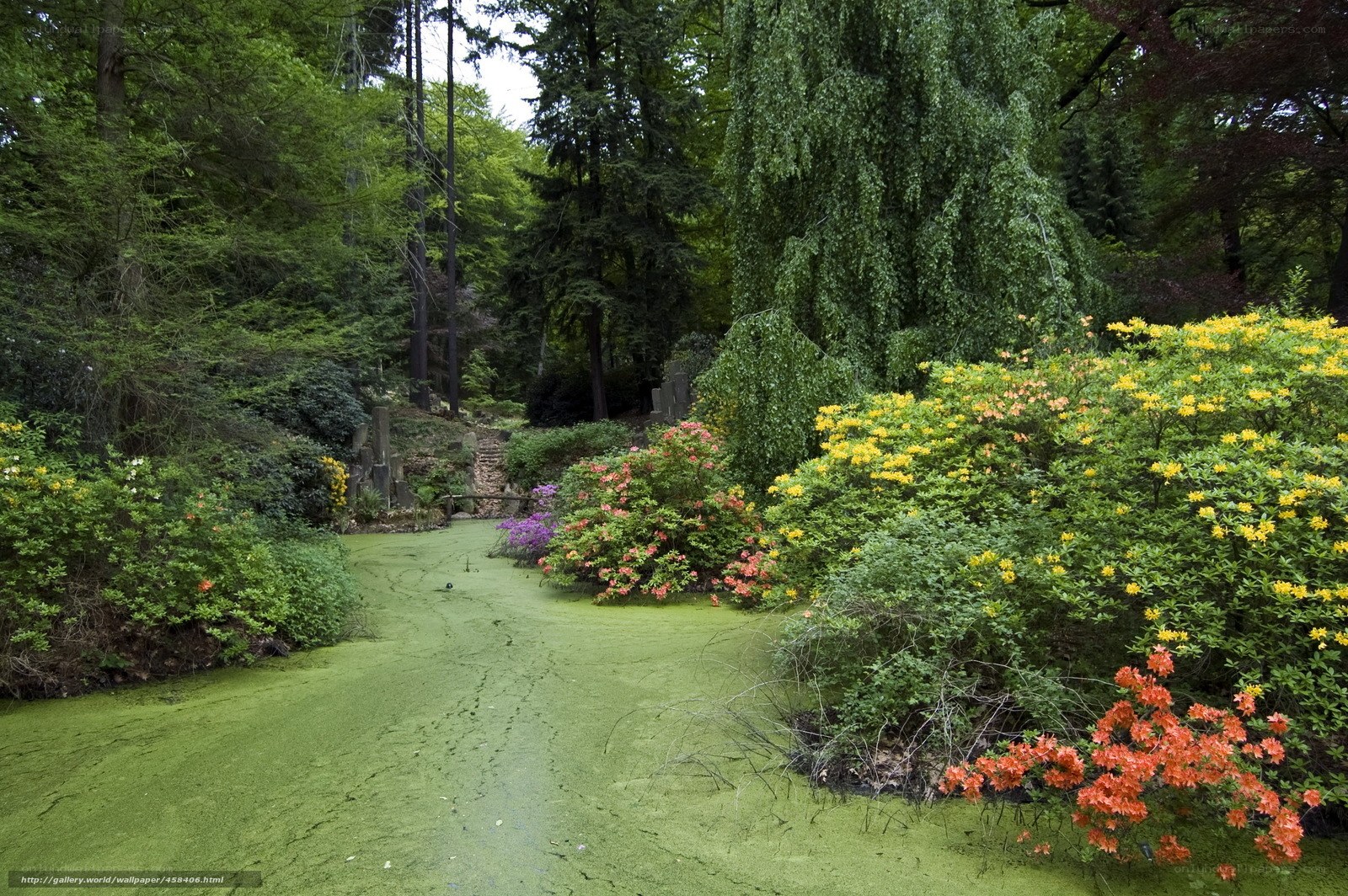 Garden pond with algae and flowers