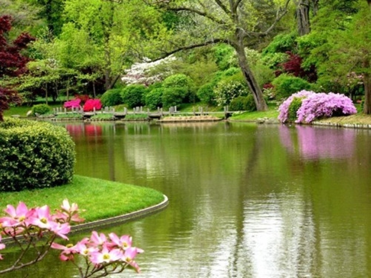 Garden pond with blooming flowers