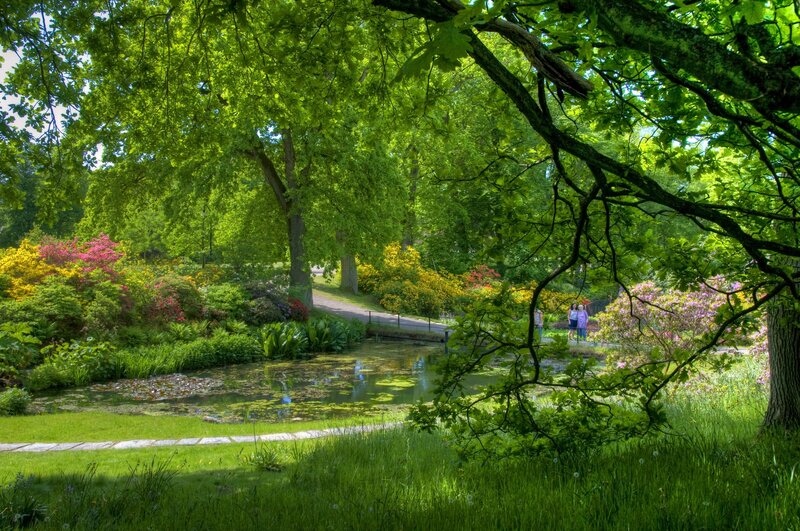 Garden pond with blooming flowers