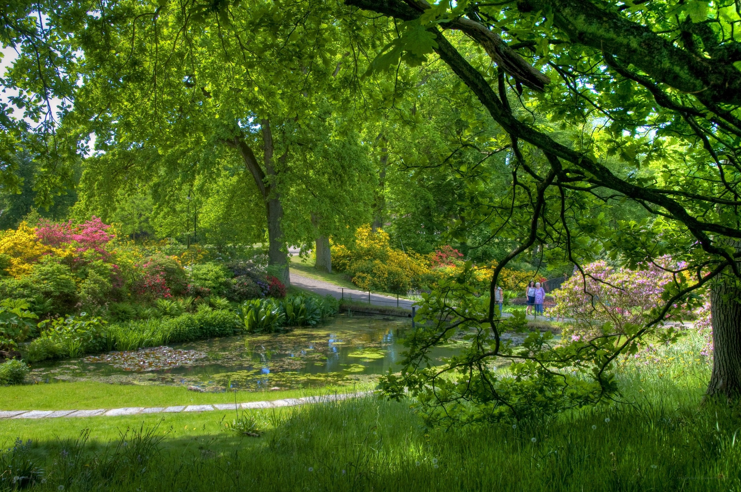 Garden pond with blooming flowers