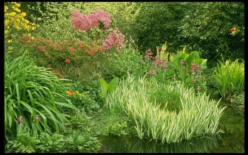 Garden pond with colorful flowers