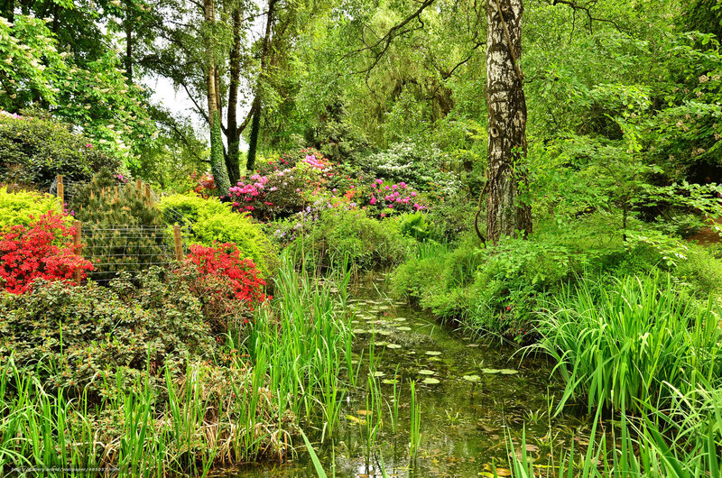 Garden pond with colorful flowers