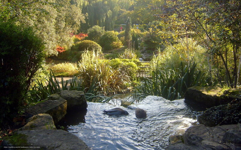Garden pond with ducks