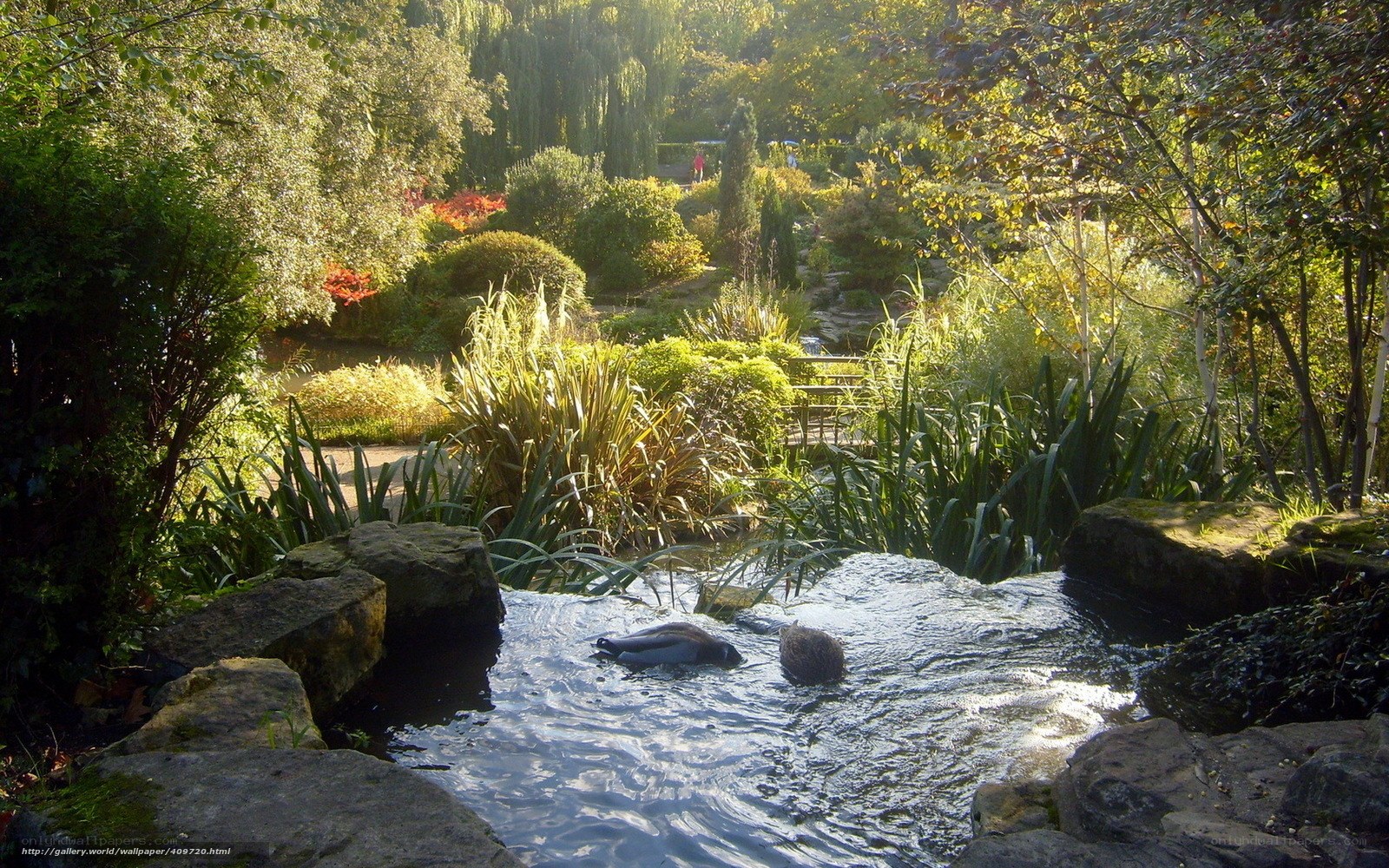 Garden pond with ducks