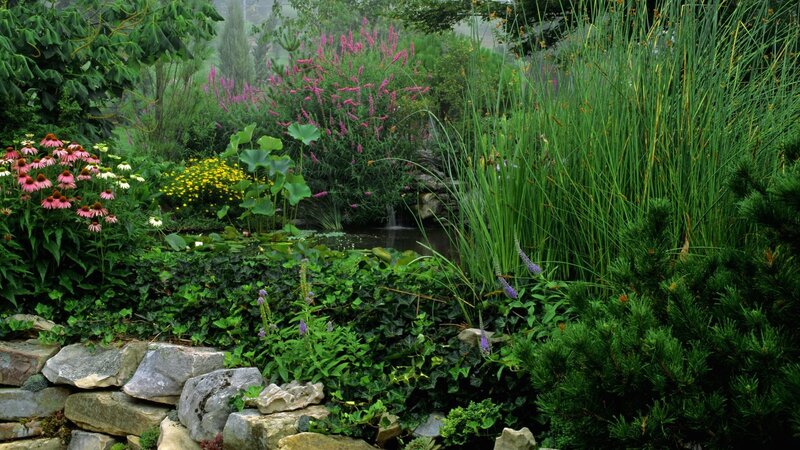 Garden pond with flowers and plants