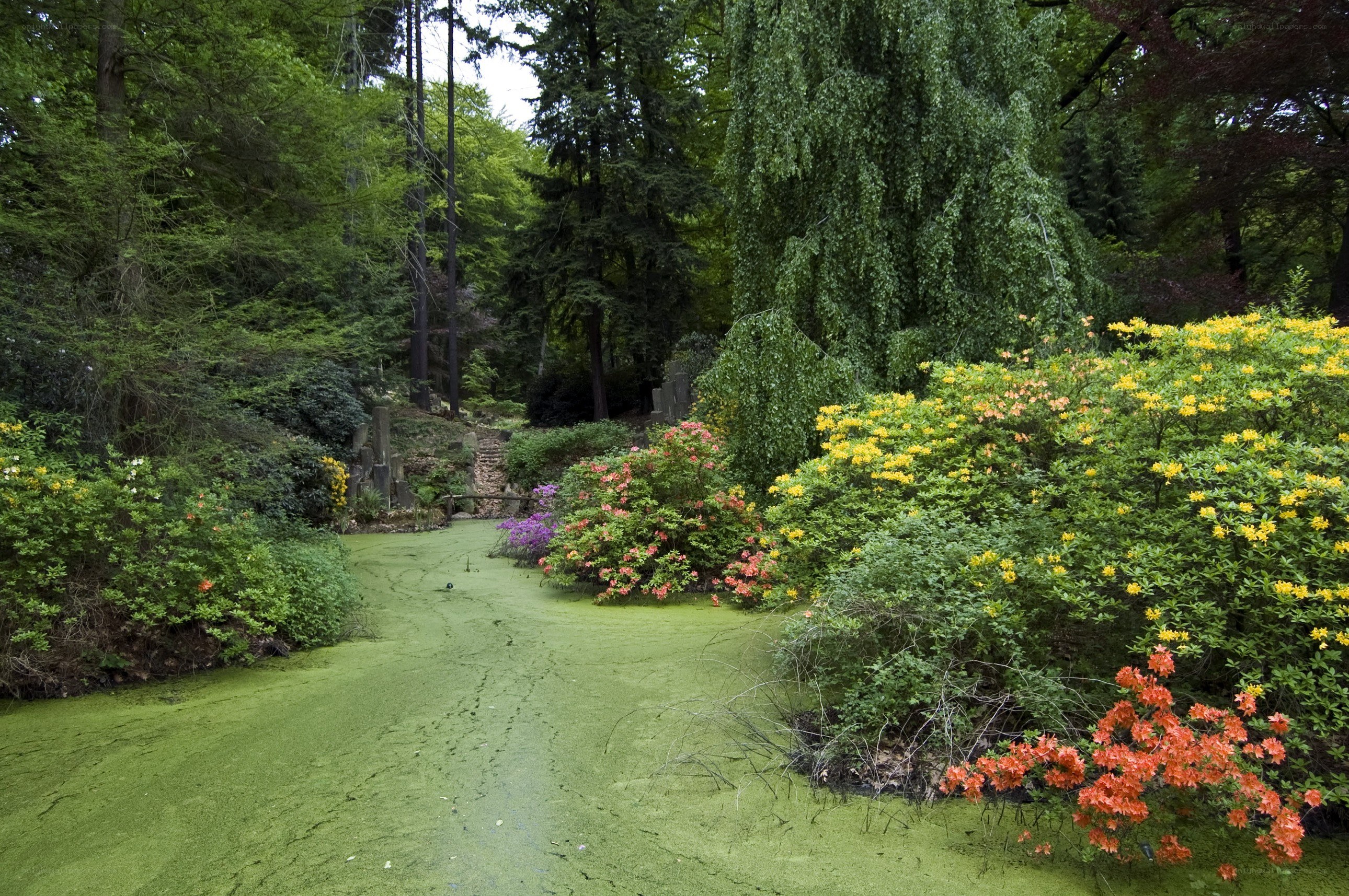 Garden pond with green algae