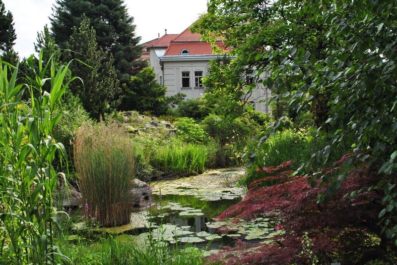 Garden pond with house in background