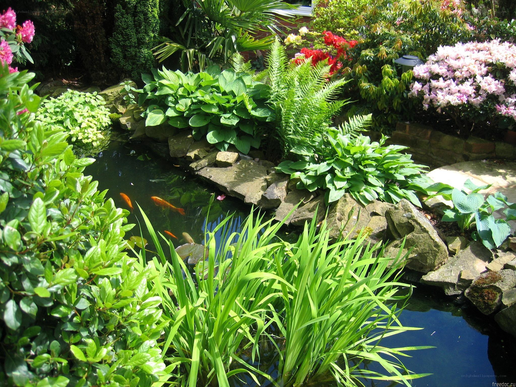 Garden pond with koi fish