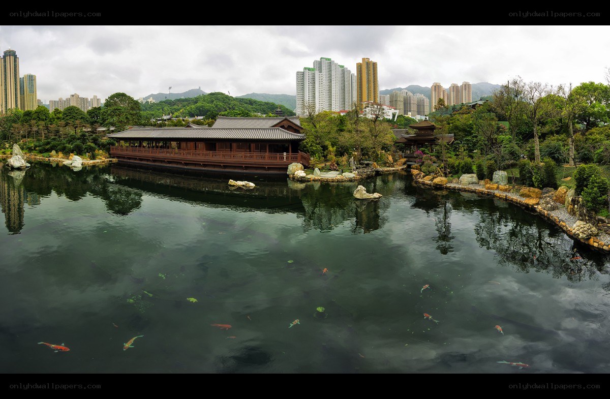 Garden pond with koi fish