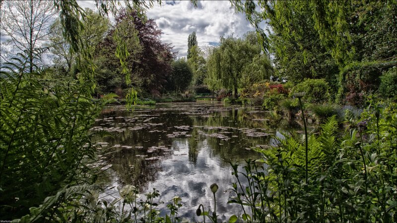 Garden pond with lily pads