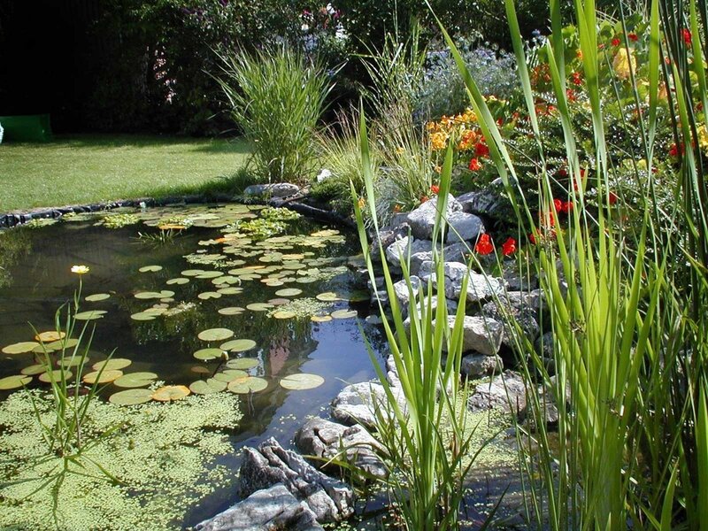 Garden pond with lily pads