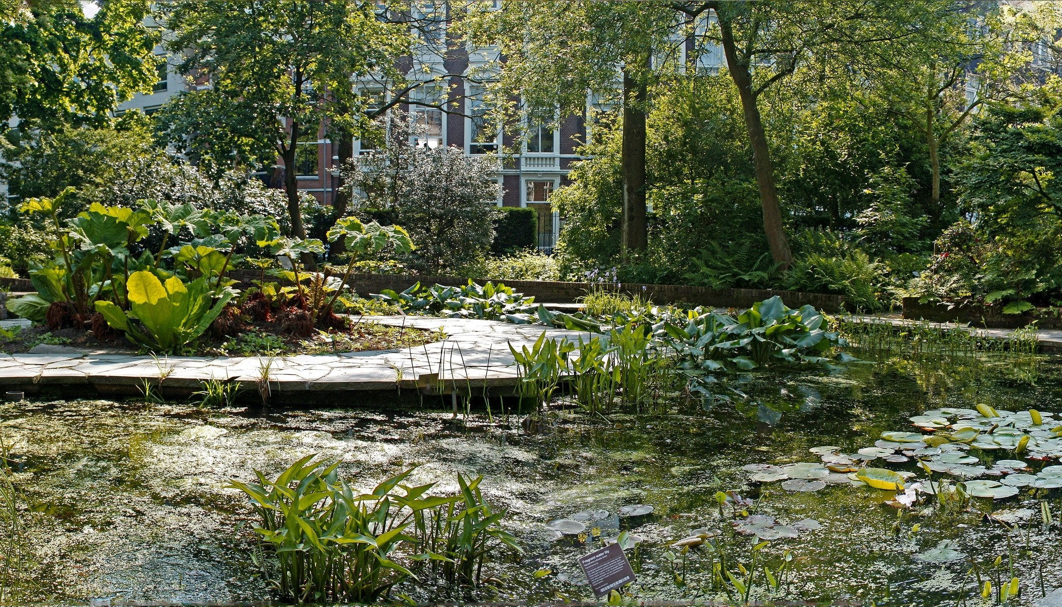 Garden pond with lily pads