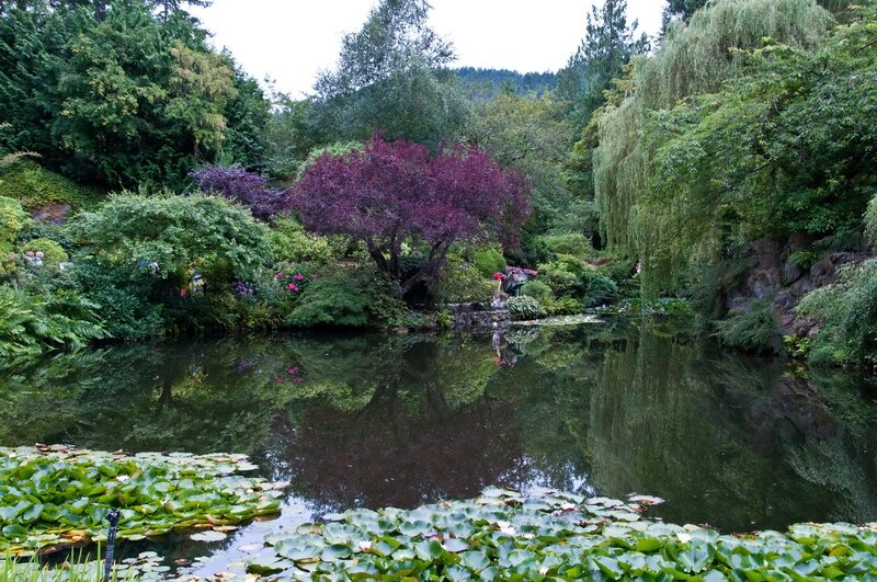 Garden pond with lily pads